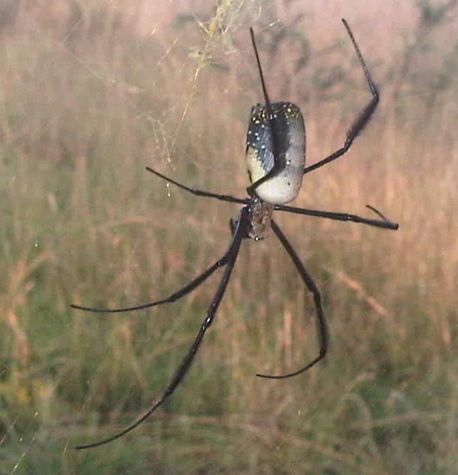 Nephila sp. South Africa