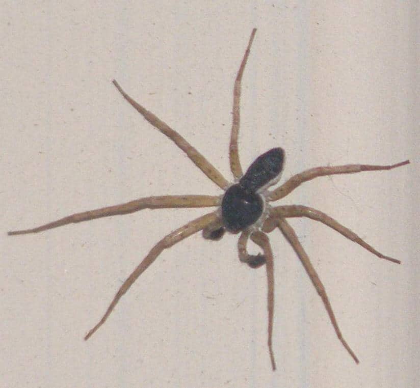 Male Running Crab Spider black body white long legs maevia inclemens 