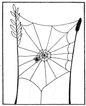 How a spider builds its web step by step illustration explanation 
