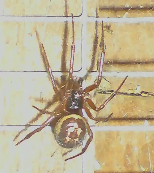 False Widow Spider – Steatoda nobilis
