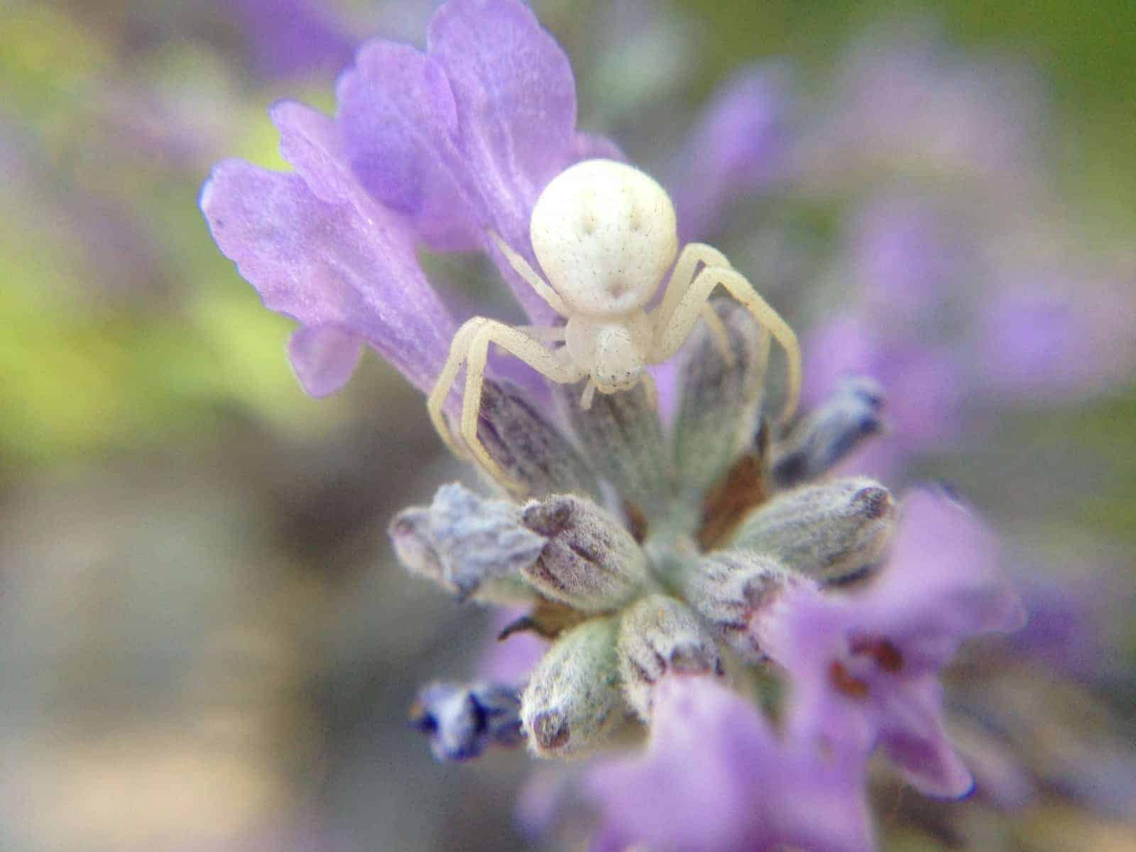 White Crab Spider in flower