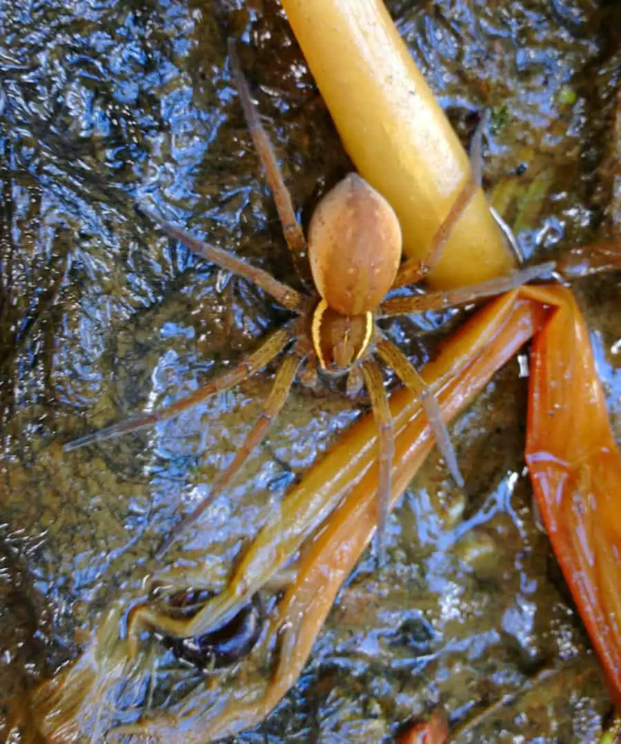Dolomedes Vittatus Raft Spider brown