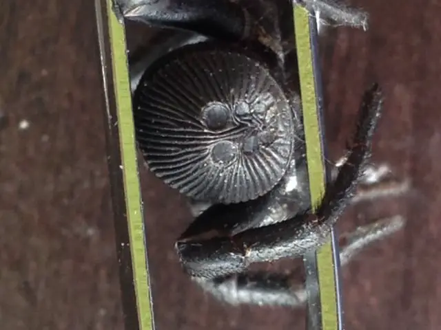 Ravine Trapdoor Spider 1