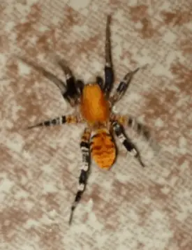Wasp Mimicking Spider 3