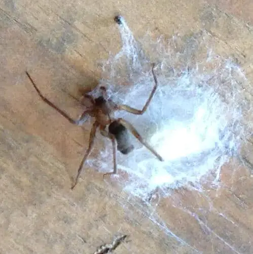 Brown Recluse with web