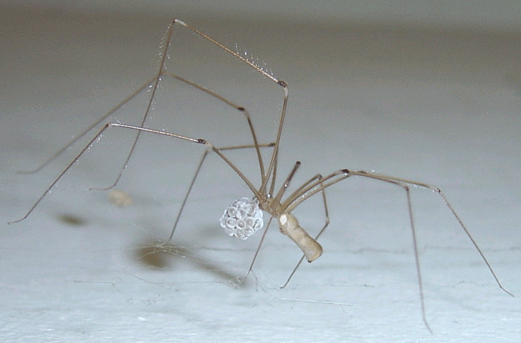 daddy longlegs cellar spider Pholcidae spider