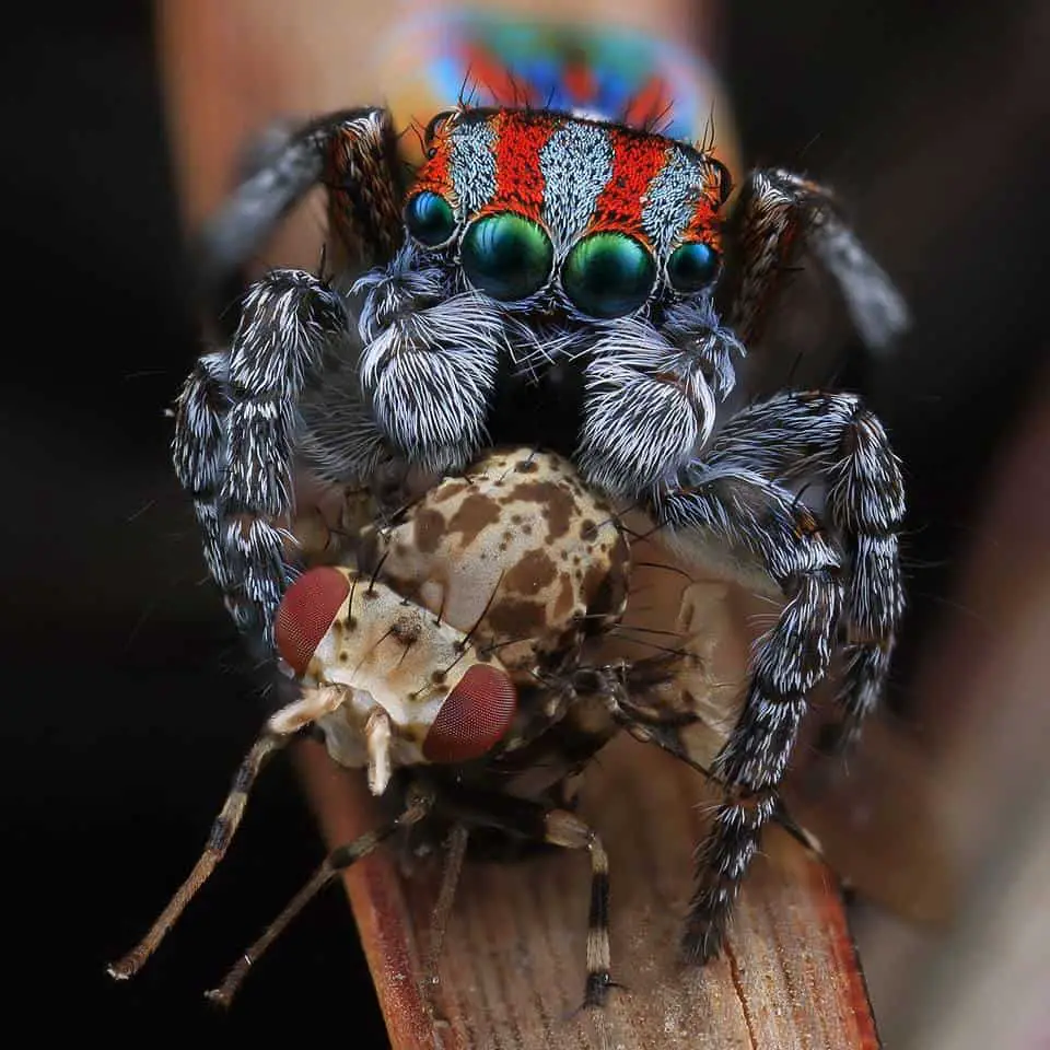 Jumping Spider with beetle