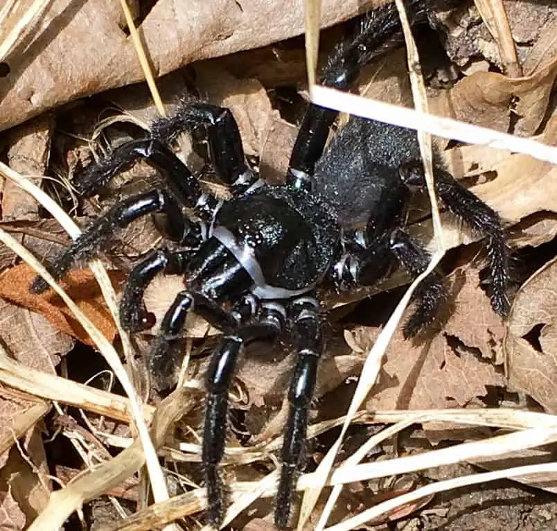 Black Trapdoor Spider eyes fangs details closeup
