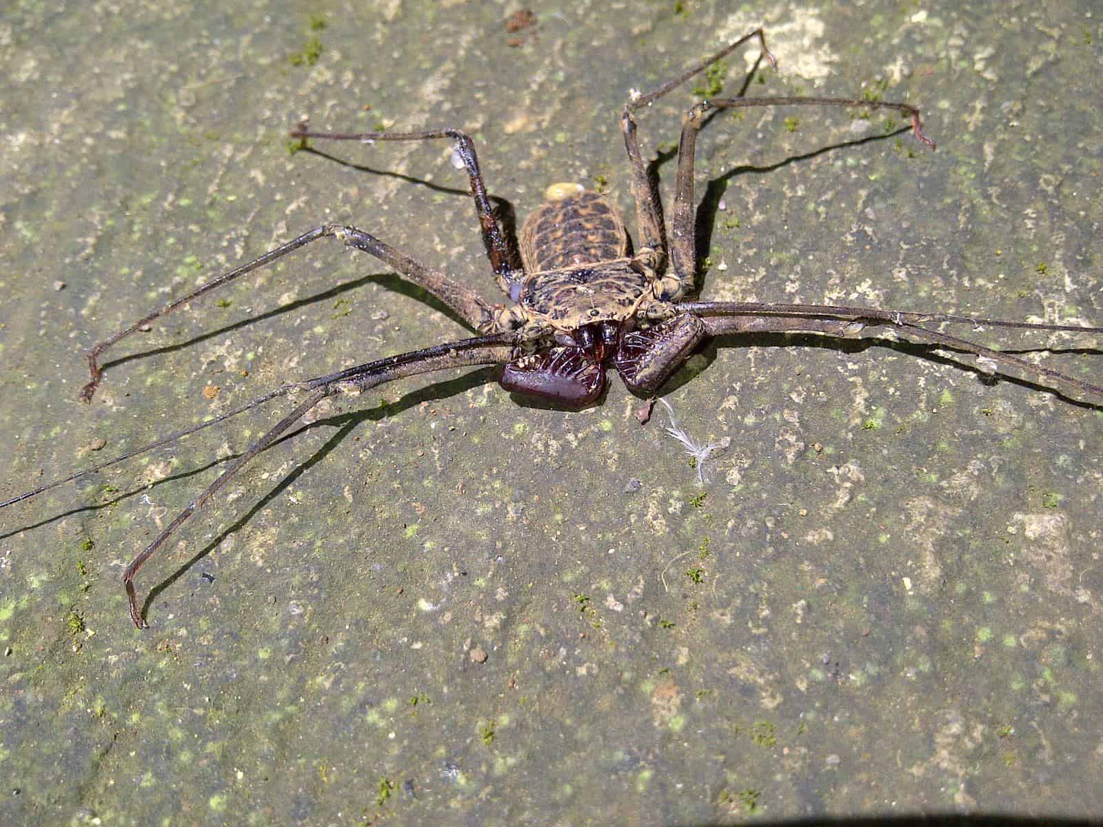 Tailless Whip Scorpion on ground