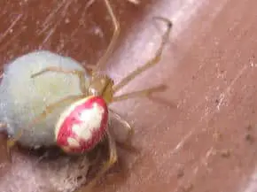 Candy Stripe Spider with egg sac