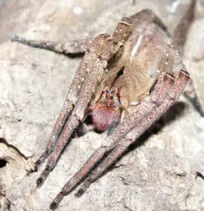 brazilian wanderin spider