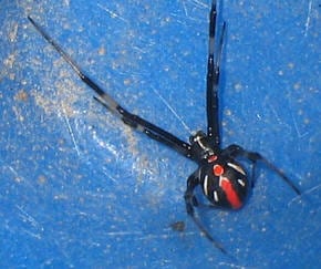 black widow