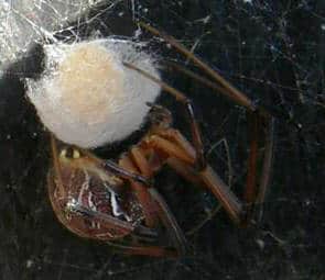 Brown Button Spider with egg sac