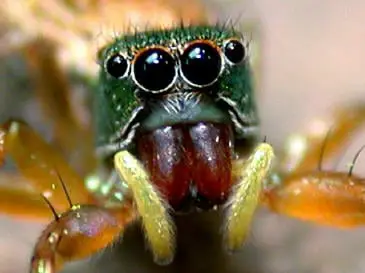 Jumping spider colorful eye closeup