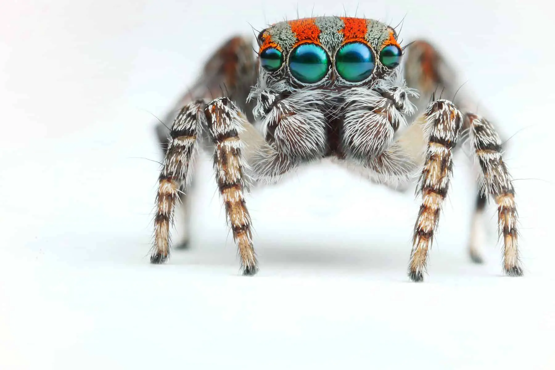 Peacock Jumping spider eyes