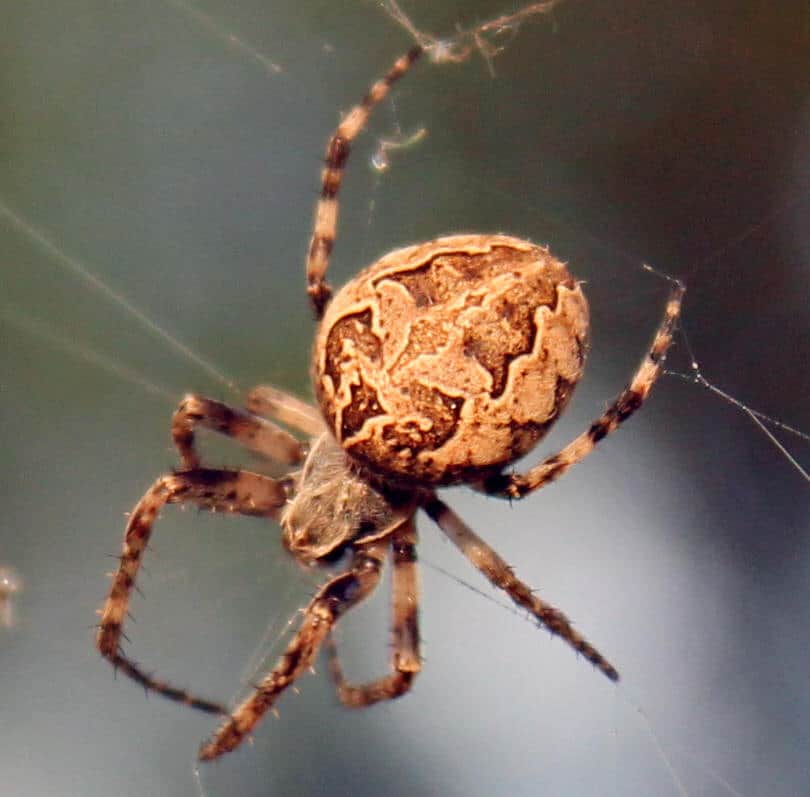 Garden Orb Weavers