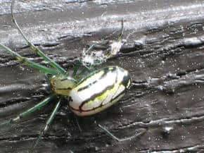 orchard orb weaver