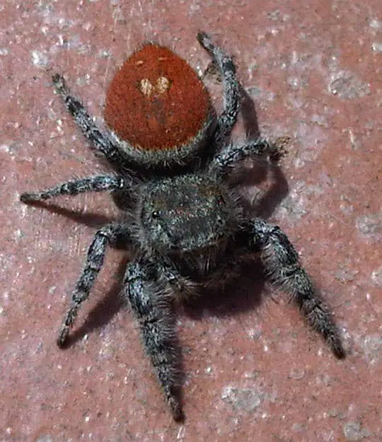 Phidippus johnsoni red abdomen black jumping spider