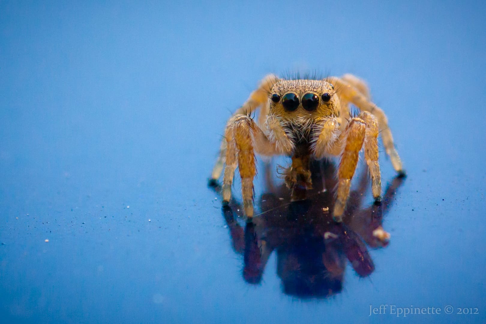 Jumping Spider brown with large eyes