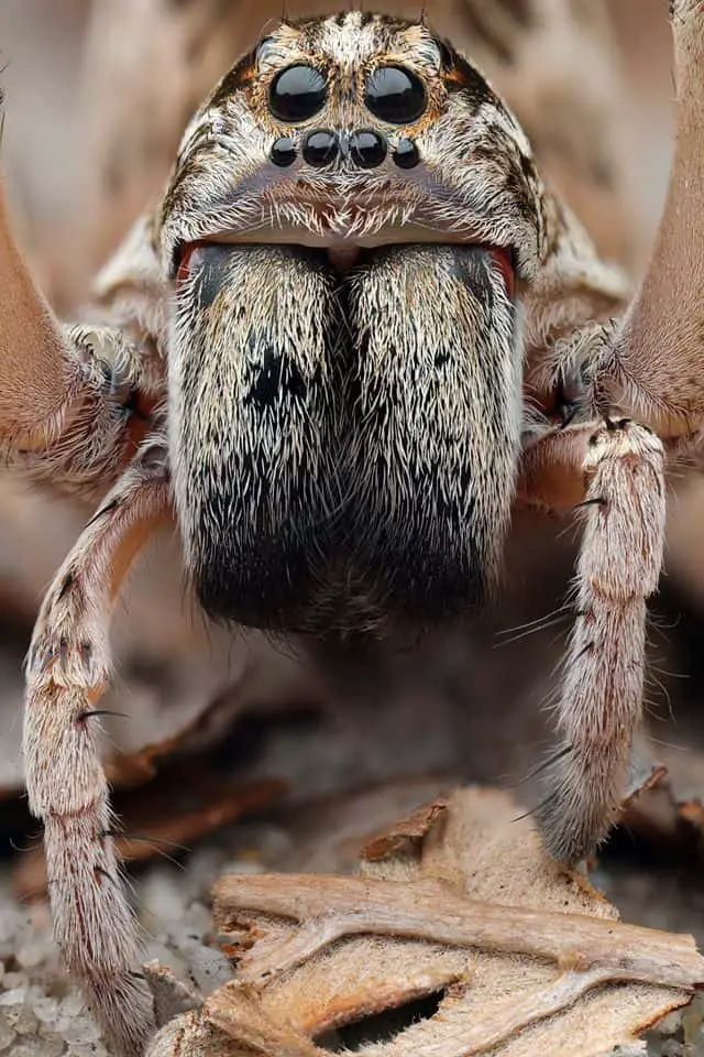Wolf spider – Lycosidae, Central Coast N eyes face closeup