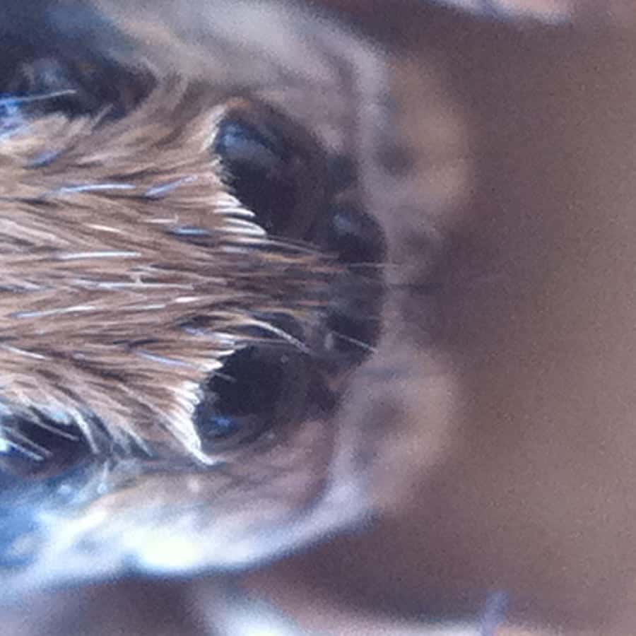 Eyes of Ogre Faced Spider