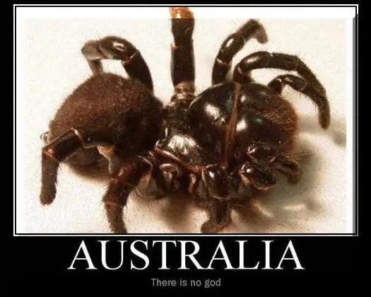 funny spider memes australia