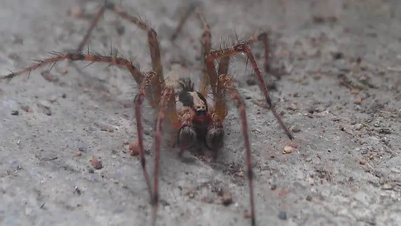 Male Grass Spider