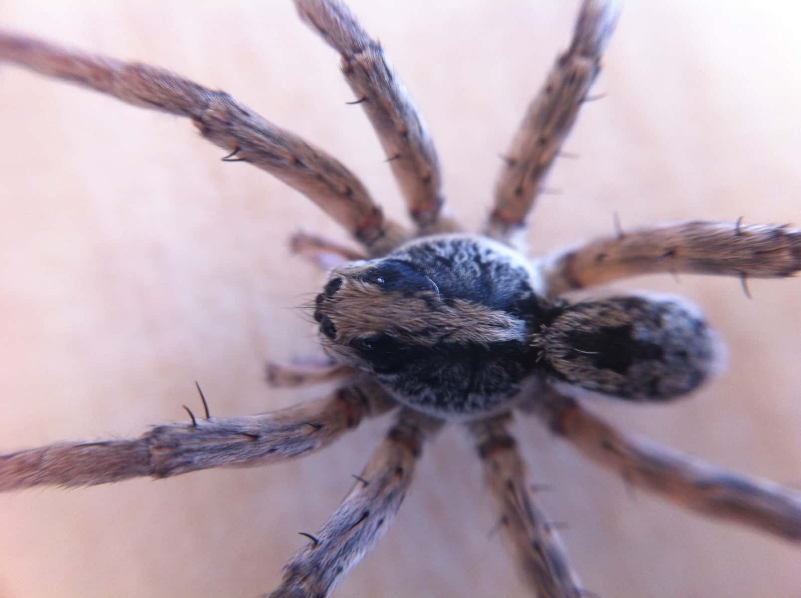 Spider Closeups