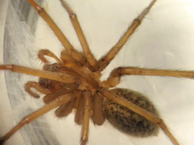 Hobo spider eratigena agrestis
