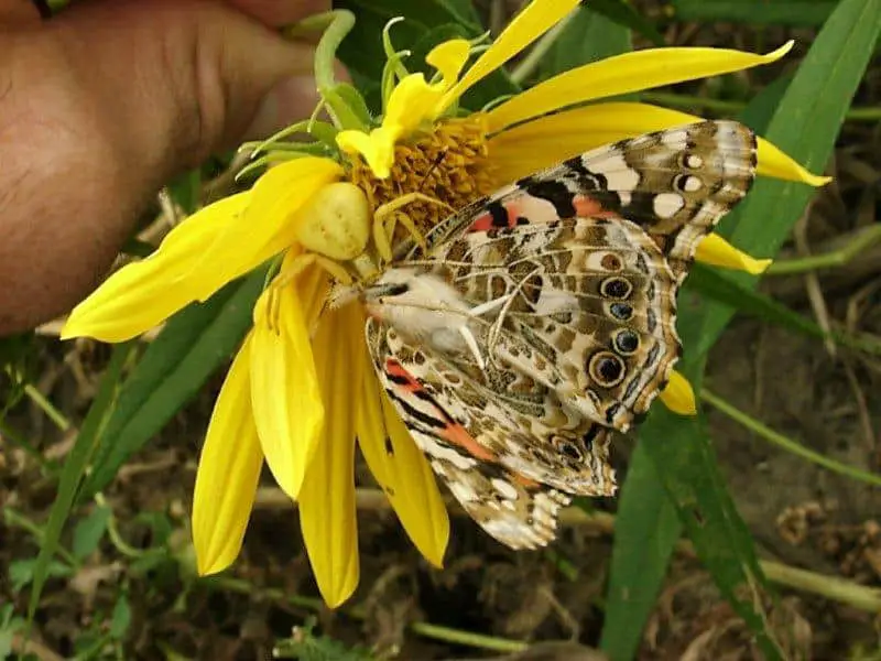 5. Yellow Crab Spider with butterfly misumena