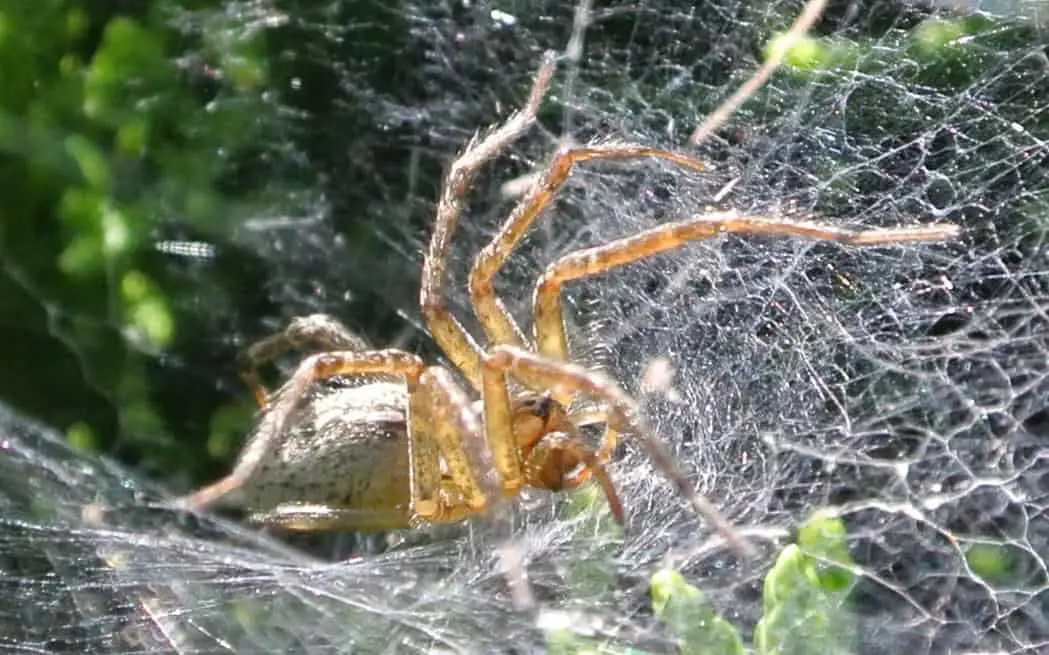 Grass Spider in web