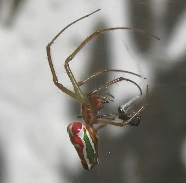 Festive Silver Marsh Spider