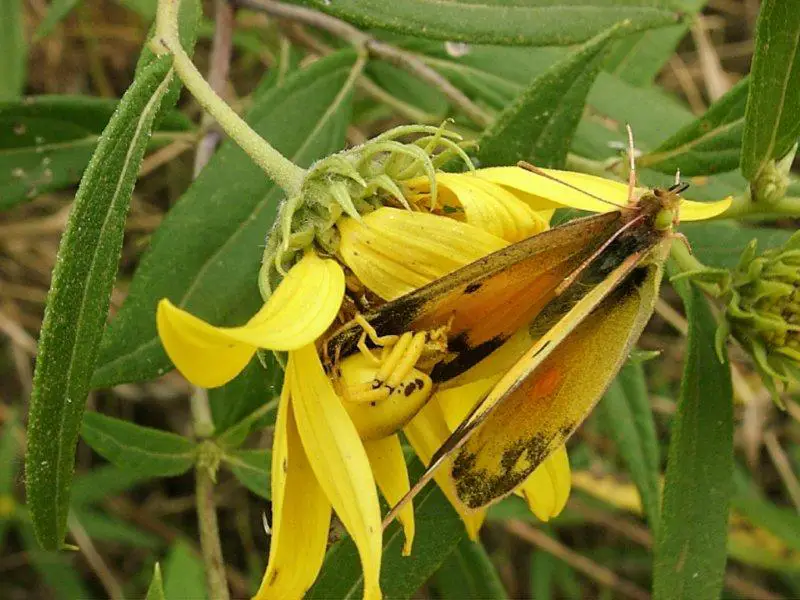 6. Yellow Crab Spider with butterfly