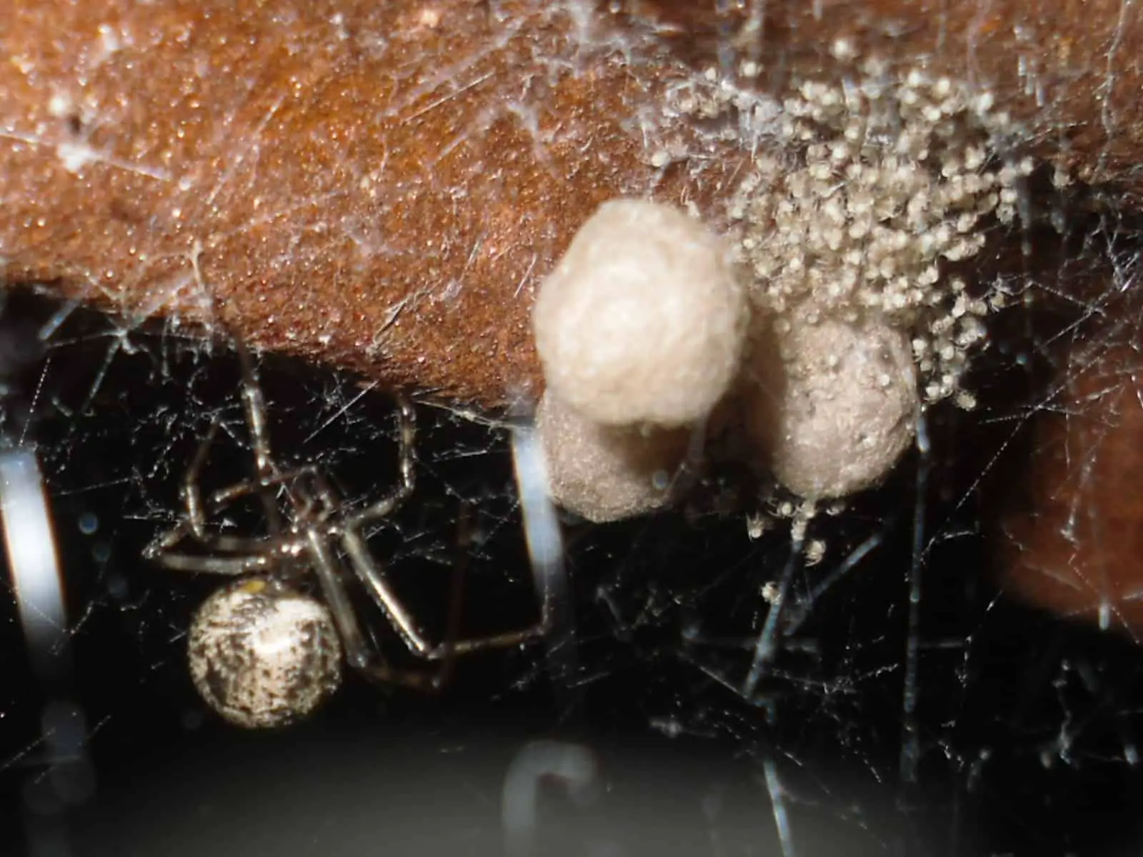 Common House Spider parasteatoda tepidariorum with spiderlings