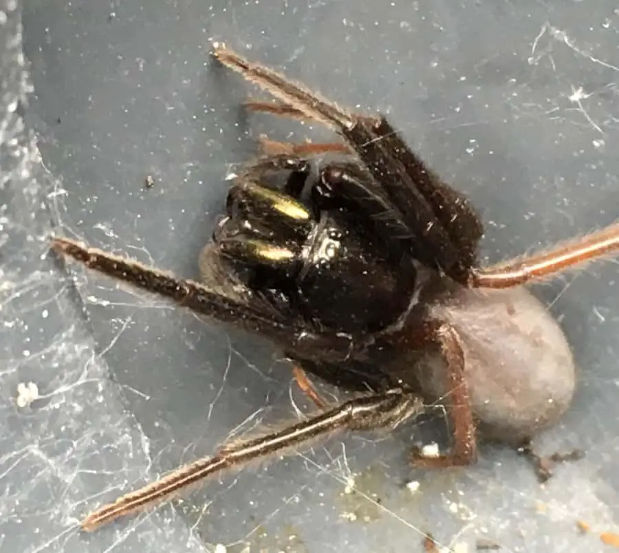 Segestria Florentina – Scorpion Spider