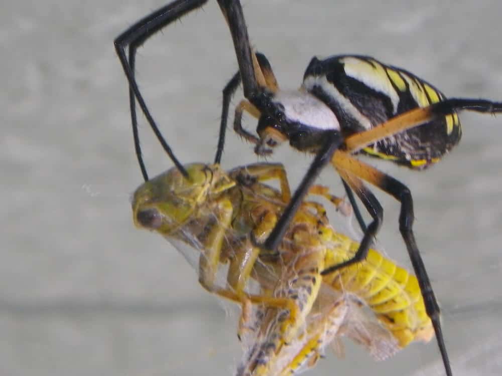 Black & Yellow Argiope with prey