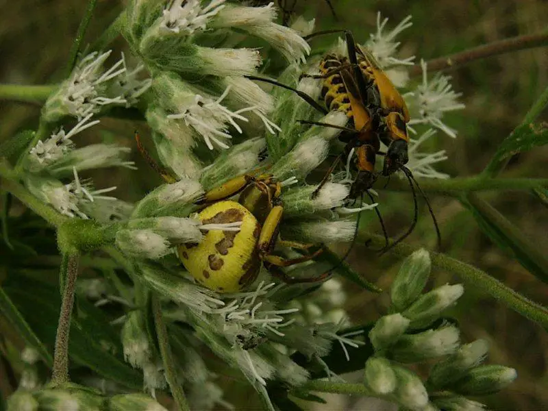 7. Yellow crab spider with prey