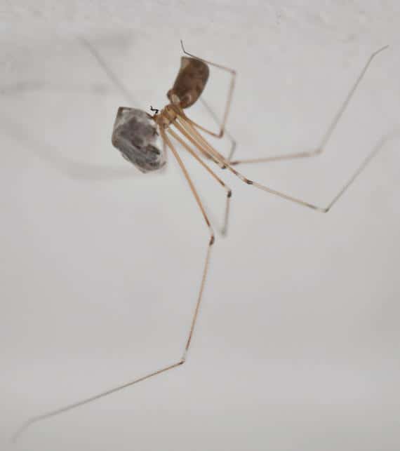 daddy longlegs cellar spider Pholcidae spider with prey