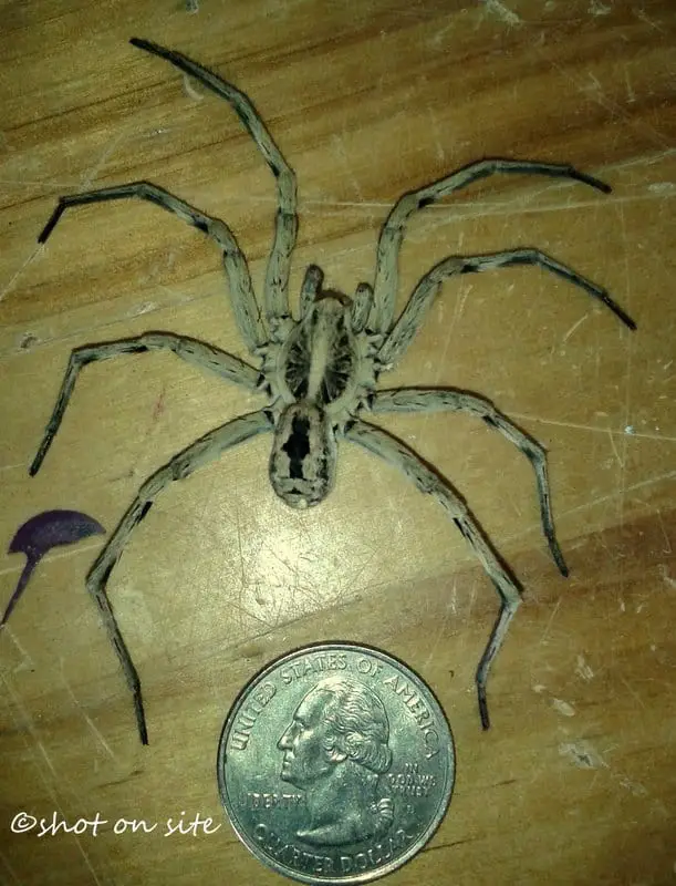 Carolina Wolf Spider with coin size comparison