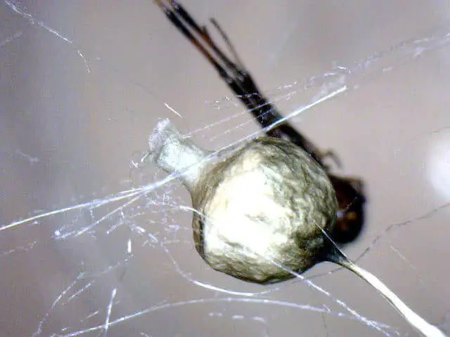 Cyclosa Conica with egg sac