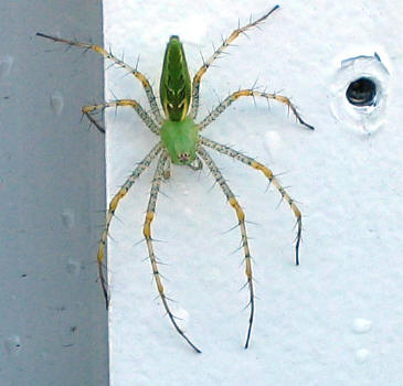 green lynx spider