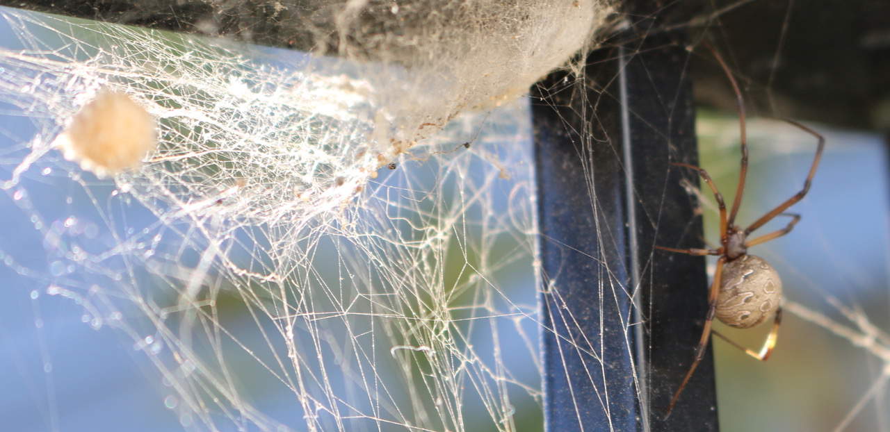 Brown Widow in web with egg sac