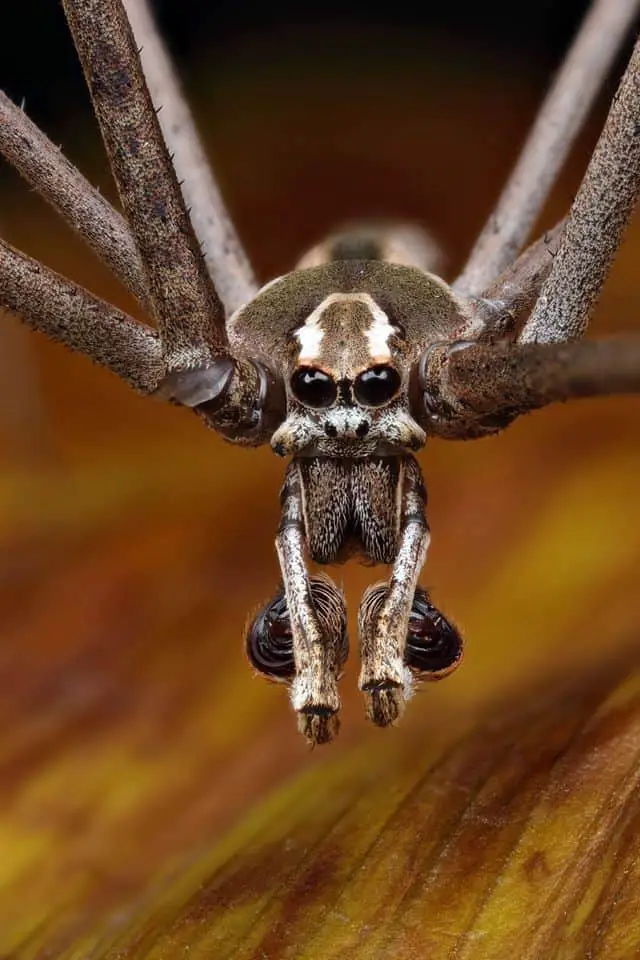 Ogre-faced Spider (Deinopis subrufa) closeup