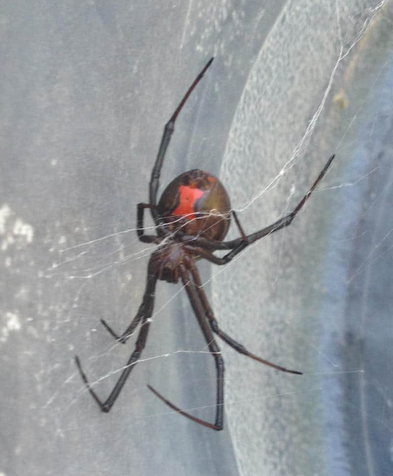 Black Widow red hourglass shape
