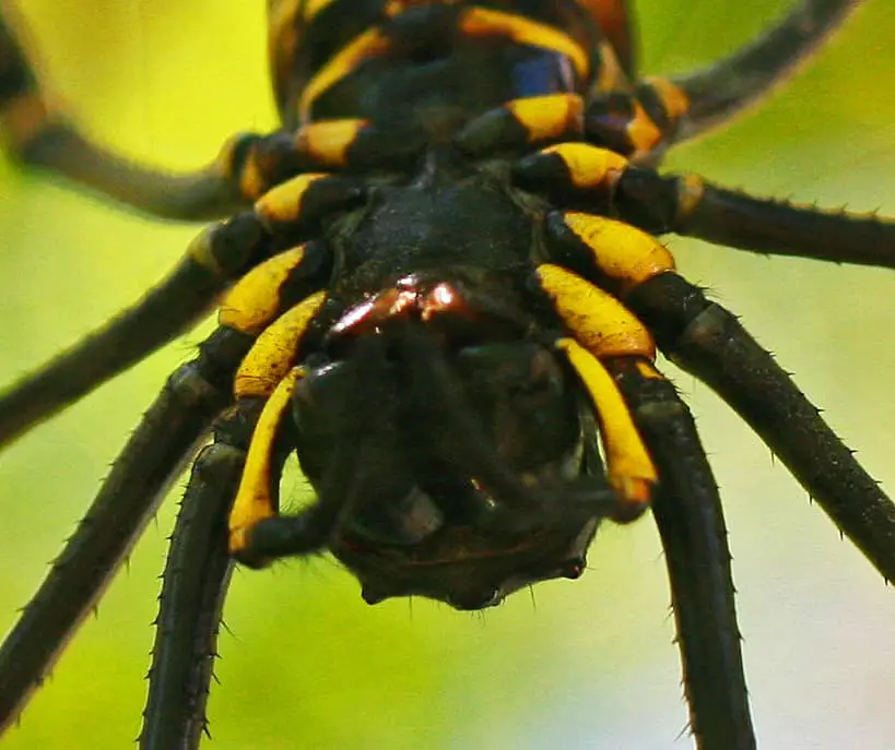 Nephila Clavipes USA closeup below legs