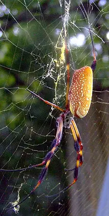 banana spider in web nephila clavipes