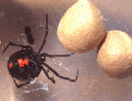 black widow with egg sac