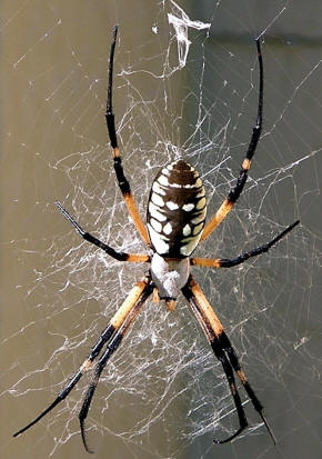 argiope aurantia