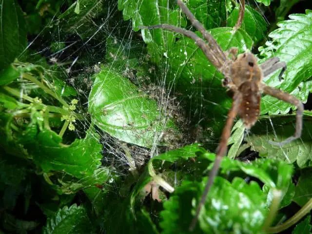 Dolomedes triton with spiderlings
