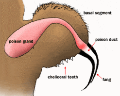 spider anatomy fangs explained illustration